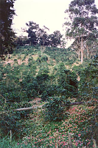 Coffee and Flowers Growing in Boquete