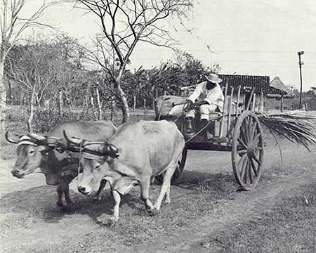 Agricultural Scene in Panama (ca. 1947)